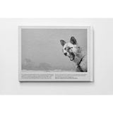 Faces of the North — Small Edition