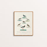 Icelandic Birds Poster by Benedikt Gröndal