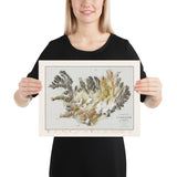 Map of Iceland, AD 1901