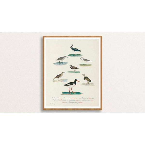 Icelandic Birds Poster by Benedikt Gröndal