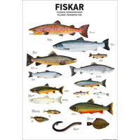 Icelandic Freshwater Fish - Poster by Jón Baldur Hlíðberg