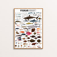 Icelandic Fish - Poster by Jón Baldur Hlíðberg