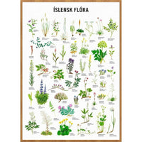 Icelandic Flora - Poster by Jón Baldur Hlíðberg