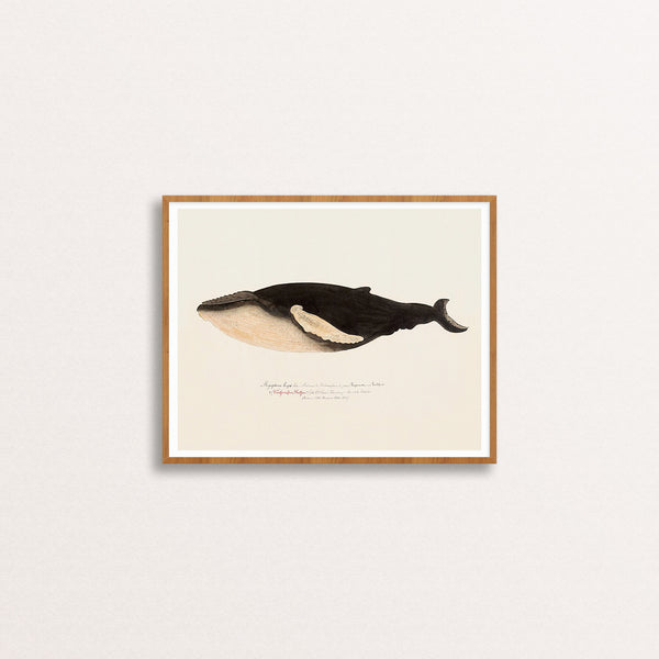 Humpback Whale Poster by Benedikt Gröndal