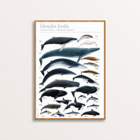 Whales around Iceland Poster by Jón Baldur Hlíðberg