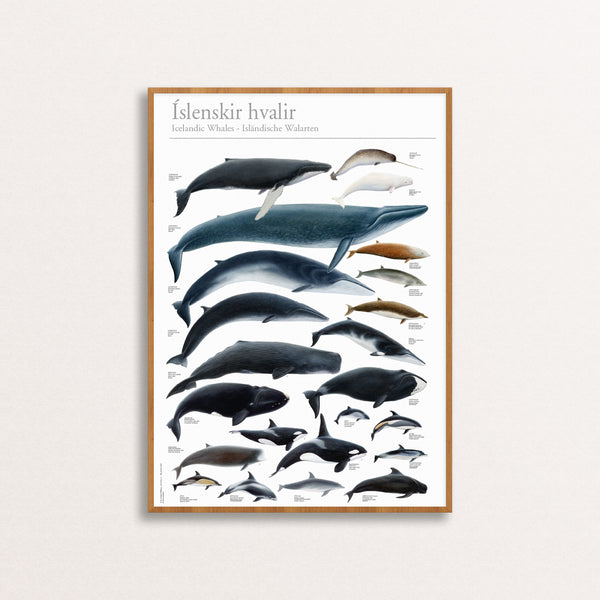 Whales around Iceland Poster by Jón Baldur Hlíðberg