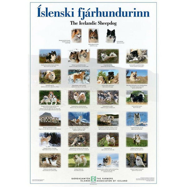Icelandic Sheepdog Poster