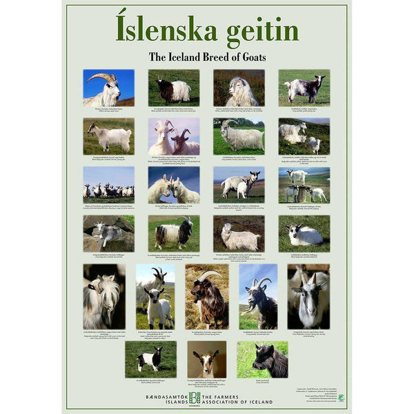 Icelandic Goat Poster