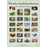 Icelandic Chicken Poster