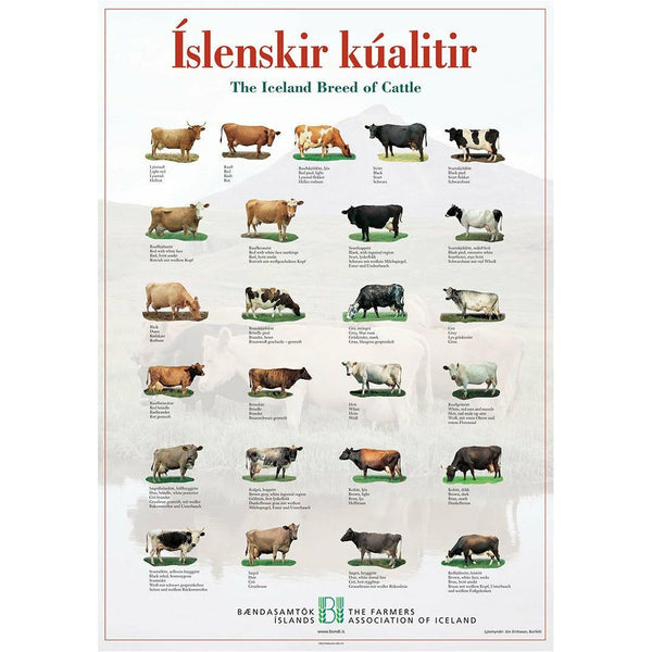 Icelandic Cow Poster