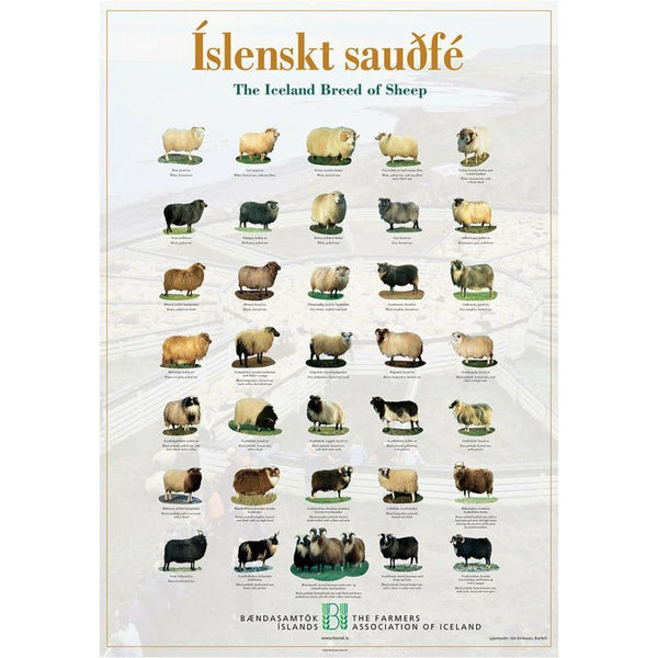 Icelandic Sheep Poster
